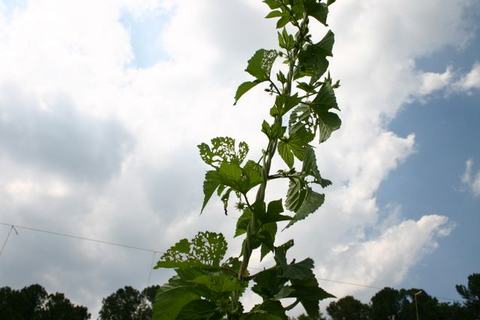 Tall vine with chewed leaves climbing upward against a cloudy sky