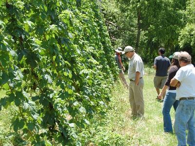 Group of five people inspecting tall vine-covered trellis in a sunny field