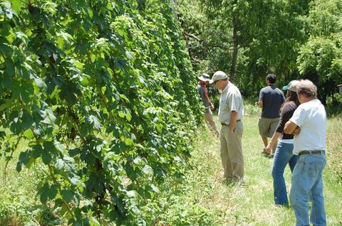 Group of five people inspecting tall vine-covered trellis in a sunny field