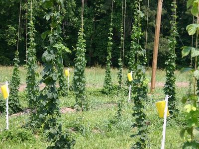 Hop bines climbing vertical strings with yellow sticky insect traps on white stakes