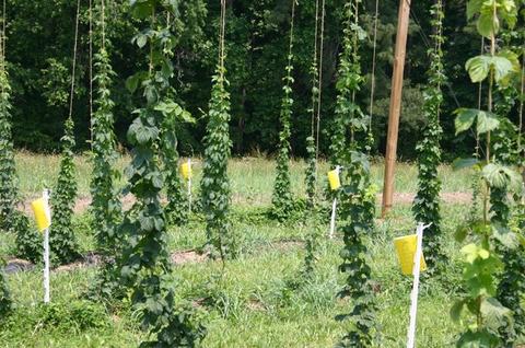Hop bines climbing vertical strings with yellow sticky insect traps on white stakes
