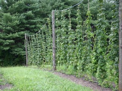 Tall hop vines climbing wire trellis between wooden poles in a grassy field