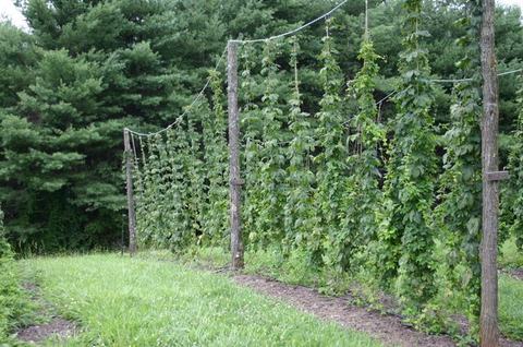 Tall hop vines climbing wire trellis between wooden poles in a grassy field