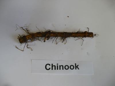 Long plant root with fine rootlets above label "Chinook" on white background
