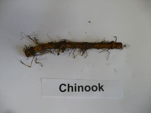 Long plant root with fine rootlets above label "Chinook" on white background