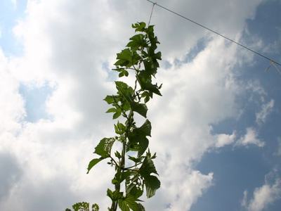 Tall green climbing vine growing up a thin support wire against a cloudy sky
