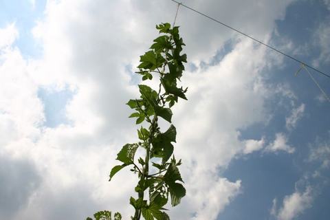 Tall green climbing vine growing up a thin support wire against a cloudy sky