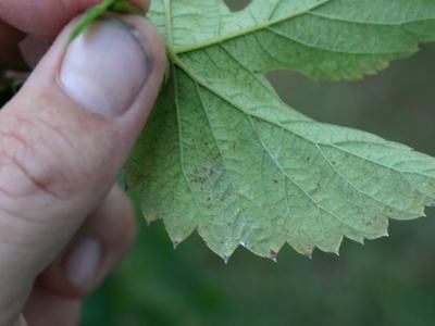 Hand holding underside of serrated green leaf with visible veins and brown spots