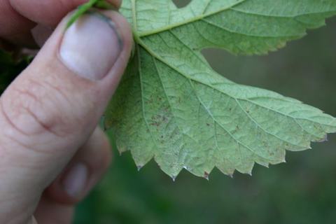 Hand holding underside of serrated green leaf with visible veins and brown spots