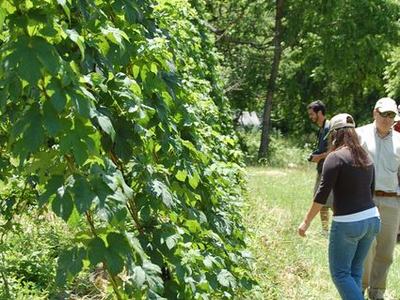 Three people walking beside a tall vine-covered trellis in a grassy field.