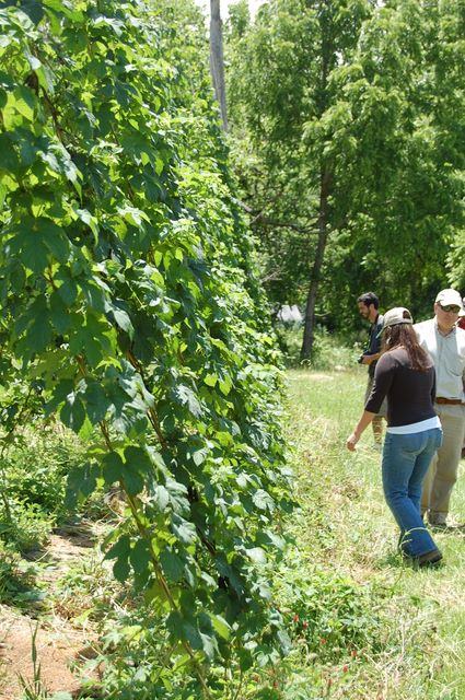 Three people walking beside a tall vine-covered trellis in a grassy field.