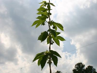 Tall climbing vine with serrated leaves against cloudy sky and treeline