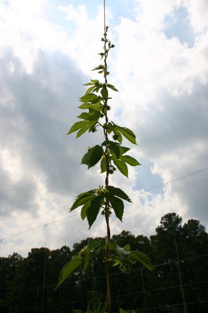 Tall climbing vine with serrated leaves against cloudy sky and treeline