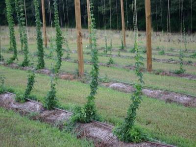 Young hop vines climbing vertical strings on wooden trellis poles in field rows