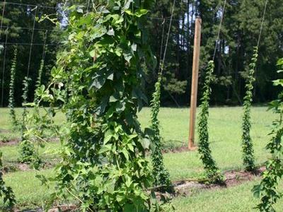 Hop vine climbing twine on a trellis in a grassy field with wooden poles