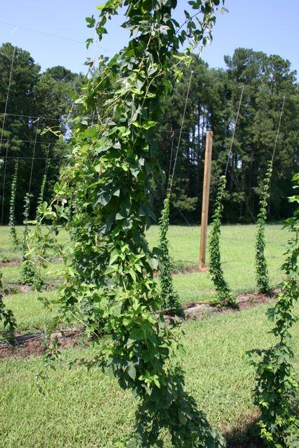 Hop vine climbing twine on a trellis in a grassy field with wooden poles