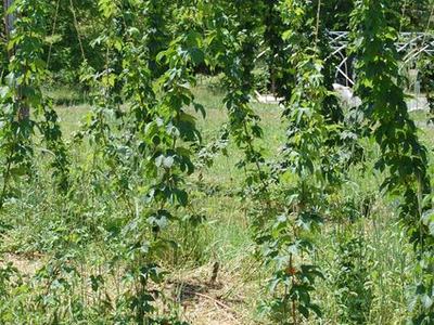 Tall hop vines climbing vertical strings in a grassy field