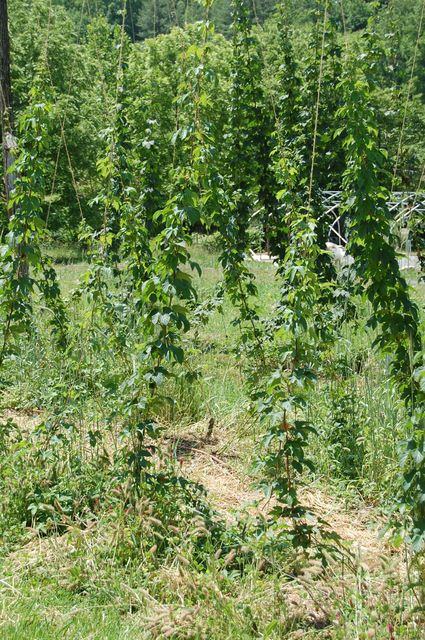 Tall hop vines climbing vertical strings in a grassy field
