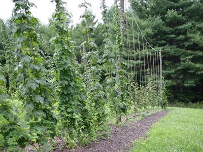 Hop vines climbing tall trellis poles in a grassy field