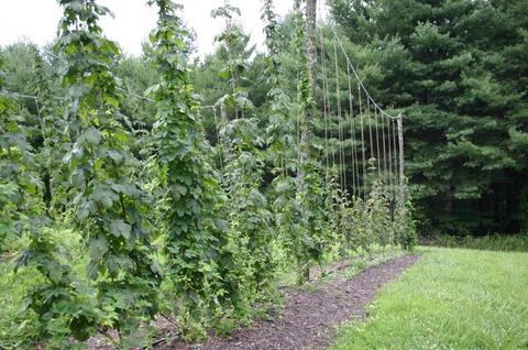 Hop vines climbing tall trellis poles in a grassy field