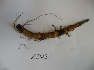 Long brown root/rhizome with small lateral roots on white background; handwritten "ZEUS"