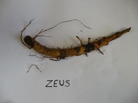 Long brown root/rhizome with small lateral roots on white background; handwritten "ZEUS"