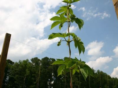 Hop vine climbing upward between wooden trellis posts against a blue sky