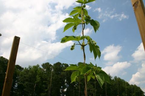 Hop vine climbing upward between wooden trellis posts against a blue sky