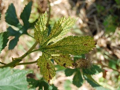Green leaf with yellow mottling and brown spots on stem