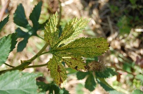 Green leaf with yellow mottling and brown spots on stem