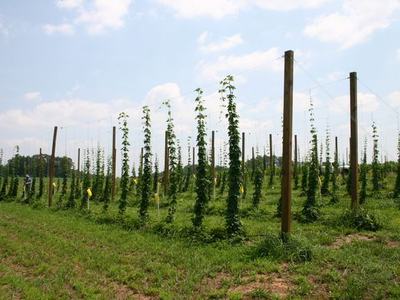 Hop field with rows of climbing plants trained on wooden poles and overhead trellis wires