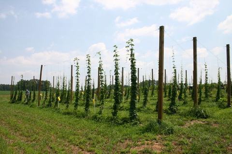 Hop field with rows of climbing plants trained on wooden poles and overhead trellis wires