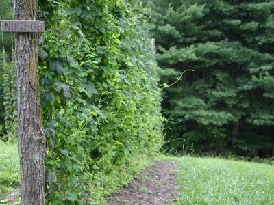 Row of tall climbing vines on trellis beside dirt path, wooden post with sign "NUGL-08"