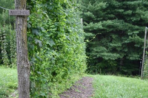 Row of tall climbing vines on trellis beside dirt path, wooden post with sign "NUGL-08"