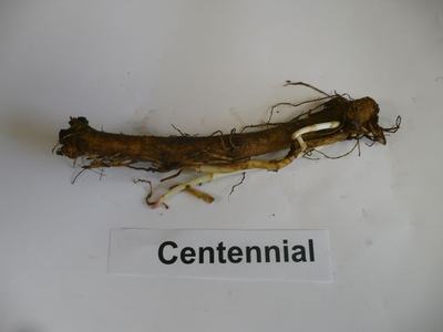 Woody root/rhizome with pale sprouting shoots above label "Centennial"