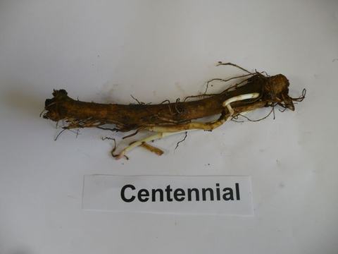 Woody root/rhizome with pale sprouting shoots above label "Centennial"