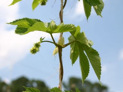 Hop vine climbing a support with leaves and developing hop cones against blue sky