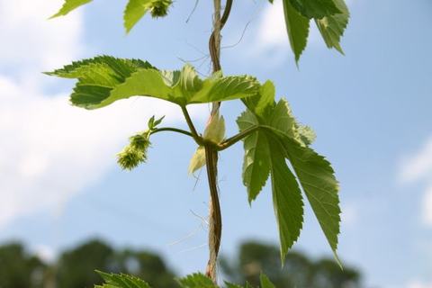 Hop vine climbing a support with leaves and developing hop cones against blue sky
