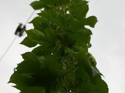 Tall green vine climbing a vertical wire against a pale sky