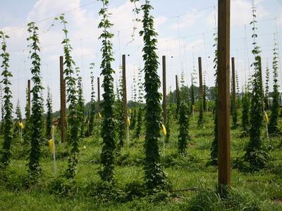 Rows of hop vines climbing tall trellis poles in a field