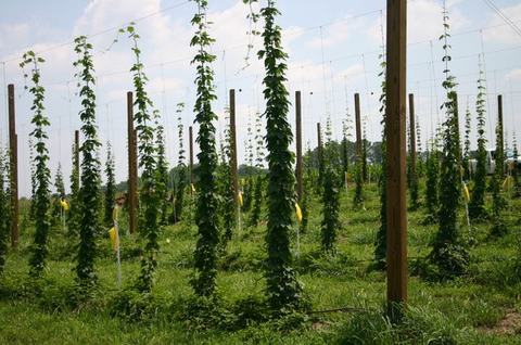 Rows of hop vines climbing tall trellis poles in a field