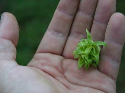 Adult palm holding small green hop-like cone