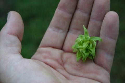 Adult palm holding small green hop-like cone
