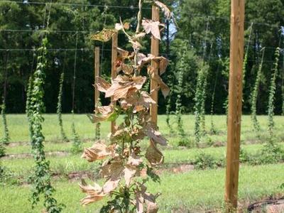 Hop vine with dried brown leaves climbing a trellis in a hop field
