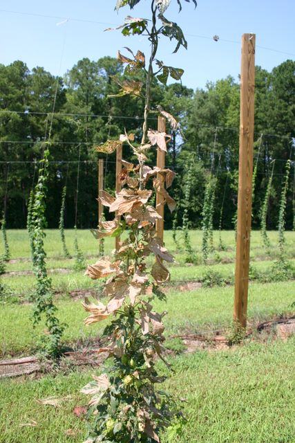 Hop vine with dried brown leaves climbing a trellis in a hop field