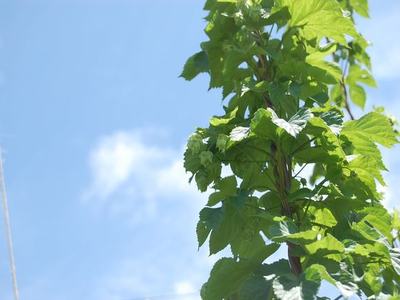 Green climbing vine with leaves growing upward against a blue sky
