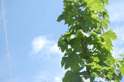 Green climbing vine with leaves growing upward against a blue sky