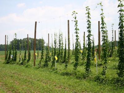 Rows of tall hop vines trained on trellises in a grassy field