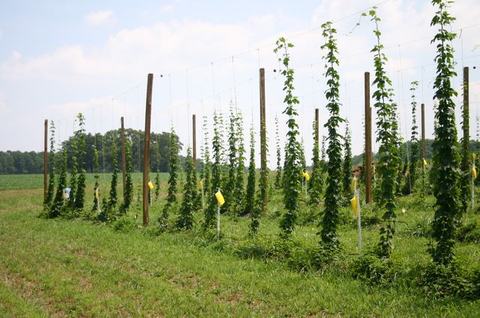Rows of tall hop vines trained on trellises in a grassy field