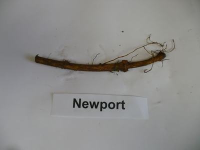 Long woody root/stem with fibrous side roots above a label reading "Newport"